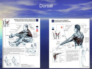 Dorsal 