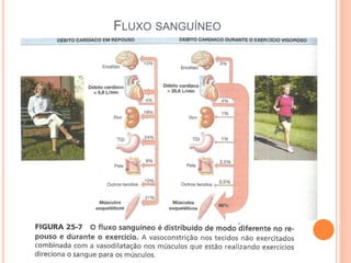 FLUXO SANGUÍNEO 
 