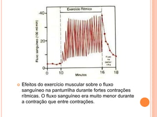  Efeitos do exercício muscular sobre o fluxo 
sanguíneo na panturrilha durante fortes contrações 
rítmicas. O fluxo sanguíneo era muito menor durante 
a contração que entre contrações. 
 