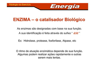 Fisiologia do ExercFisiologia do Exercííciocio
ENZIMAENZIMA –– o catalisador Biolo catalisador Biolóógicogico
As enzimas são designadas com base na sua função.
A sua identificação é feita através do sufixo “ aseaseasease ”
Ex: Hidrolase, protease, fosforilase, Atpase, etc
O ritmo de atuação enzimática depende de sua função.
Algumas podem realizar ações rapidamente e outras
serem mais lentas.
 
