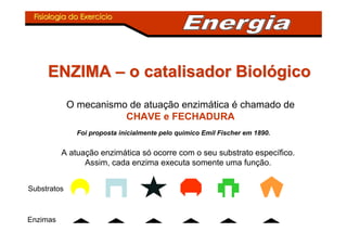 Fisiologia do ExercFisiologia do Exercííciocio
ENZIMAENZIMA –– o catalisador Biolo catalisador Biolóógicogico
O mecanismo de atuação enzimática é chamado de
CHAVE e FECHADURA
Foi proposta inicialmente pelo químico Emil Fischer em 1890.
A atuação enzimática só ocorre com o seu substrato específico.
Assim, cada enzima executa somente uma função.
Substratos
Enzimas
 