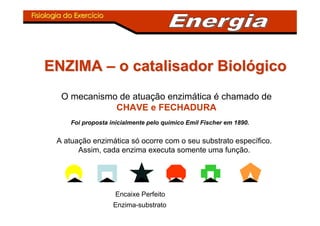 Fisiologia do ExercFisiologia do Exercííciocio
ENZIMAENZIMA –– o catalisador Biolo catalisador Biolóógicogico
O mecanismo de atuação enzimática é chamado de
CHAVE e FECHADURA
Foi proposta inicialmente pelo químico Emil Fischer em 1890.
A atuação enzimática só ocorre com o seu substrato específico.
Assim, cada enzima executa somente uma função.
Encaixe Perfeito
Enzima-substrato
 