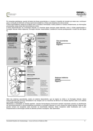 Em situações patológicas, quando há lesão dos feixes ascendentes e o impulso é impedido de transitar por estas vias, contribuem
para a condução do estímulo os feixes espinocervicotalâmico e fibras pós-sinápticas da coluna dorsal.
O feixe espinotalâmico dirige-se ao tálamo para o complexo ventrobasal, núcleo posterior e núcleos intralaminares; as informações
processadas nestas áreas são transmitidas ao córtex.
O feixe espinorreticular vai à formação reticular e aí diversas áreas possuem papel relevante, como o núcleo gigantocelular e
formação reticular bulbar adjacente, formação reticular mesencefálica, substância cinzenta periaquedutal e núcleo da rafe (figura
6).




                                                                                Vias ascendentes
                                                                                Da dor
                                                                                Figura 6




                                                                              Sistemas inibitórios
                                                                              centrais
                                                                              Figura 7




Além dos sistemas ascendentes, existe um sistema descendente, que se origina no córtex e na formação reticular, desce
anatomicamente pelo funículo dorsolateral e faz sinapse com os neurônios da lâmina II na medula espinhal. Este é um sistema
com função inibitória (figura 7).
Mediadores e modulação na medula espinhal - estudos farmacológicos forneceram também importante subsídio na identificação
de neurotransmissores e neuromoduladores envolvidos no processo doloroso no corno dorsal da medula espinhal. Sabe-se que
grande número de receptores está envolvido na transmissão dolorosa. Estes receptores estão localizados pré e pós-
sinapticamente na terminação central do aferente primário nociceptivo. São observados




Sociedade Brasileira de Anestesiologia – Curso de Ensino à Distância 2002                                                     5
 