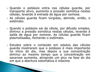    Quando o potássio entra nas células guarda, por
    transporte ativo, aumenta a pressão osmótica nestas
    células, levando à entrada de água por osmose.
   As células guarda ficam túrgidas, abrindo, então, o
    estômato.

   Quando o potássio sai da célula, por difusão simples,
    diminui a pressão osmótica nestas células, levando à
    saída de água por osmose. As células guarda ficam
    plasmolisadas, fechando o estômato.

   Estudos sobre o conteúdo em solutos das células
    guarda mostraram que o potássio é mais importante
    no início do dia, mas depois a sua concentração
    diminui ao mesmo tempo que a concentração em
    sacarose aumenta, atingindo um pico na fase do dia
    em que a abertura estomática é máxima
 