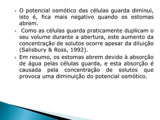    O potencial osmótico das células guarda diminui,
    isto é, fica mais negativo quando os estomas
    abrem.
    Como as células guarda praticamente duplicam o
    seu volume durante a abertura, este aumento da
    concentração de solutos ocorre apesar da diluição
    (Salisbury & Ross, 1992).
   Em resumo, os estomas abrem devido à absorção
    de água pelas células guarda, e esta absorção é
    causada pela concentração de solutos que
    provoca uma diminuição do potencial osmótico.
 