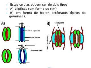     Estas células podem ser de dois tipos:
    A) elípticas (em forma de rim)
    B) em forma de halter, estômatos típicos de
    gramíneas.
 