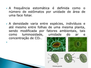    A frequência estomática é definida como o
    número de estômatos por unidade de área de
    uma face foliar.

   A densidade varia entre espécies, indivíduos e
    até mesmo entre folhas de uma mesma planta,
    sendo modificada por fatores ambientais, tais
    como    luminosidade,  umidade     do    ar  e
    concentração de CO2 .

 