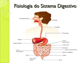 Fisiologia do Sistema DigestivoFisiologia do Sistema Digestivo
 