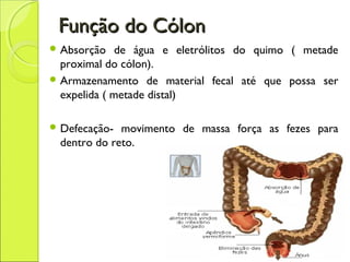 Função do CólonFunção do Cólon
 Absorção de água e eletrólitos do quimo ( metade
proximal do cólon).
 Armazenamento de material fecal até que possa ser
expelida ( metade distal)
 Defecação- movimento de massa força as fezes para
dentro do reto.
 