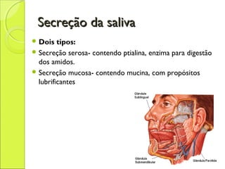 Secreção da salivaSecreção da saliva
 Dois tipos:
 Secreção serosa- contendo ptialina, enzima para digestão
dos amidos.
 Secreção mucosa- contendo mucina, com propósitos
lubrificantes
 
