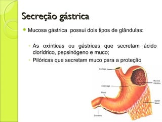 Secreção gástricaSecreção gástrica
 Mucosa gástrica possui dois tipos de glândulas:
◦ As oxínticas ou gástricas que secretam ácido
clorídrico, pepsinógeno e muco;
◦ Pilóricas que secretam muco para a proteção
 