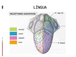 LÍNGUA
RECEPTORES GUSTATIVOS
 