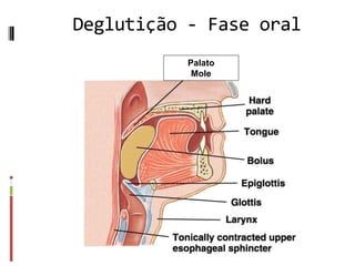 Deglutição - Fase oral
Palato
Mole
 