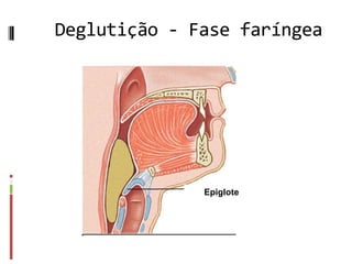 Deglutição - Fase faríngea
Epiglote
 