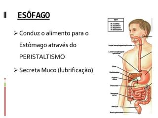 ESÔFAGO
Conduz o alimento para o
Estômago através do
PERISTALTISMO
Secreta Muco (lubrificação)
 