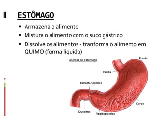 ESTÔMAGO
 Armazena o alimento
 Mistura o alimento com o suco gástrico
 Dissolve os alimentos - tranforma o alimento em
QUIMO (forma líquida)
 