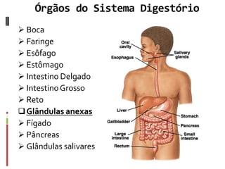 Órgãos do Sistema Digestório
 Boca
 Faringe
 Esôfago
 Estômago
 Intestino Delgado
 IntestinoGrosso
 Reto
Glândulas anexas
 Fígado
 Pâncreas
 Glândulas salivares
 