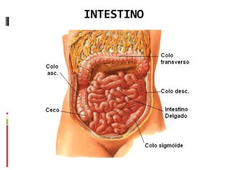 INTESTINO
 