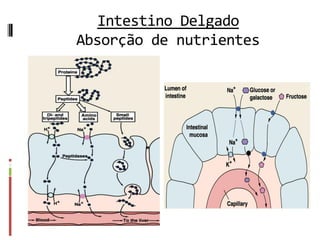 Intestino Delgado
Absorção de nutrientes
 