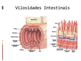 Vilosidades Intestinais
 