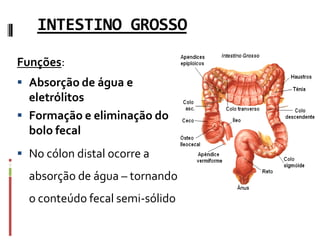 INTESTINO GROSSO
Funções:
 Absorção de água e
eletrólitos
 Formação e eliminação do
bolo fecal
 No cólon distal ocorre a
absorção de água – tornando
o conteúdo fecal semi-sólido
 