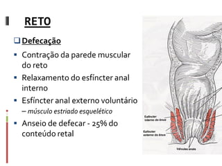 RETO
Defecação
 Contração da parede muscular
do reto
 Relaxamento do esfíncter anal
interno
 Esfíncter anal externo voluntário
– músculo estriado esquelético
 Anseio de defecar - 25% do
conteúdo retal
 