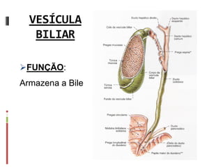VESÍCULA
BILIAR
FUNÇÃO:
Armazena a Bile
 