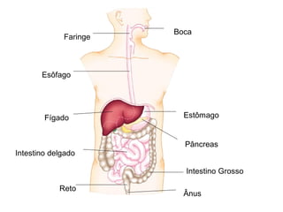 Boca
Faringe
Esôfago
Fígado Estômago
Pâncreas
Intestino delgado
Intestino Grosso
Reto
Ânus
Boca
Faringe
Esôfago
Fígado Estômago
Pâncreas
Intestino delgado
Reto
Ânus
 