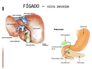 FÍGADO – VISTA INFERIOR
 