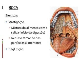 BOCA
Eventos:
 Mastigação
 Mistura do alimento com a
saliva (início da digestão)
 Reduz o tamanho das
partículas alimentares
 Deglutição
 