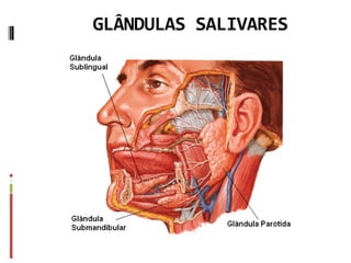 GLÂNDULAS SALIVARES
 