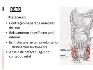 RETO
Defecação
 Contração da parede muscular
do reto
 Relaxamento do esfíncter anal
interno
 Esfíncter anal externo vo...