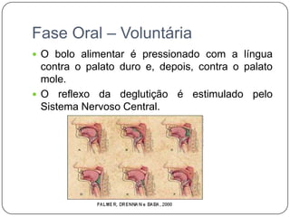 Fase Oral – Voluntária
 O bolo alimentar é pressionado com a língua
  contra o palato duro e, depois, contra o palato
  mole.
 O reflexo da deglutição é estimulado pelo
  Sistema Nervoso Central.
 
