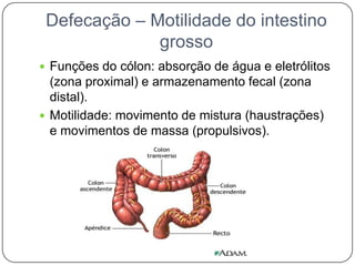 Defecação – Motilidade do intestino
              grosso
 Funções do cólon: absorção de água e eletrólitos
  (zona proximal) e armazenamento fecal (zona
  distal).
 Motilidade: movimento de mistura (haustrações)
  e movimentos de massa (propulsivos).
 