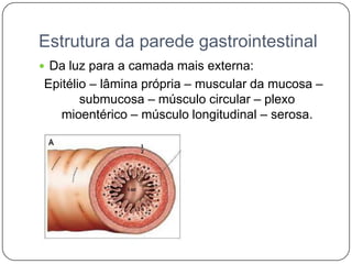 Estrutura da parede gastrointestinal
 Da luz para a camada mais externa:
Epitélio – lâmina própria – muscular da mucosa –
       submucosa – músculo circular – plexo
   mioentérico – músculo longitudinal – serosa.
 