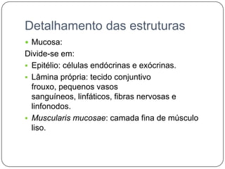 Detalhamento das estruturas
 Mucosa:
Divide-se em:
 Epitélio: células endócrinas e exócrinas.
 Lâmina própria: tecido conjuntivo
  frouxo, pequenos vasos
  sanguíneos, linfáticos, fibras nervosas e
  linfonodos.
 Muscularis mucosae: camada fina de músculo
  liso.
 