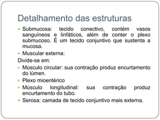 Detalhamento das estruturas
 Submucosa:     tecido conectivo, contém vasos
  sanguíneos e linfáticos, além de conter o plexo
  submucoso. É um tecido conjuntivo que sustenta a
  mucosa.
 Muscular externa:
Divide-se em:
 Músculo circular: sua contração produz encurtamento
  do lúmen.
 Plexo mioentérico
 Músculo    longitudinal: sua contração produz
  encurtamento do tubo.
 Serosa: camada de tecido conjuntivo mais externa.
 