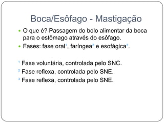 Boca/Esôfago - Mastigação
 O que é? Passagem do bolo alimentar da boca
  para o estômago através do esôfago.
 Fases: fase oral¹, faríngea² e esofágica³.


¹ Fase voluntária, controlada pelo SNC.
² Fase reflexa, controlada pelo SNE.
³ Fase reflexa, controlada pelo SNE.
 