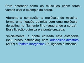 Para entender como os músculos criam força, vamos usar o exemplo da corda.  durante a contração, a molécula de miosina forma uma ligação química com uma molécula de actina no filamento fino (segurando a corda). Essa ligação química é a ponte cruzada. inicialmente, a ponte cruzada está estendida (seu braço estendido) com  adenosina difosfato  (ADP) e  fosfato inorgânico  (Pi) ligados à miosina;  
