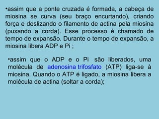 assim que a ponte cruzada é formada, a cabeça de miosina se curva (seu braço encurtando), criando força e deslizando o filamento de actina pela miosina (puxando a corda). Esse processo é chamado de tempo de expansão. Durante o tempo de expansão, a miosina libera ADP e Pi ;  assim que o ADP e o Pi  são liberados, uma molécula de  adenosina trifosfato  (ATP) liga-se à miosina. Quando o ATP é ligado, a miosina libera a molécula de actina (soltar a corda);  