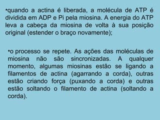 quando a actina é liberada, a molécula de ATP é dividida em ADP e Pi pela miosina. A energia do ATP leva a cabeça da miosina de volta à sua posição original (estender o braço novamente);  o processo se repete. As ações das moléculas de miosina não são sincronizadas. A qualquer momento, algumas miosinas estão se ligando a filamentos de actina (agarrando a corda), outras estão criando força (puxando a corda) e outras estão soltando o filamento de actina (soltando a corda).  