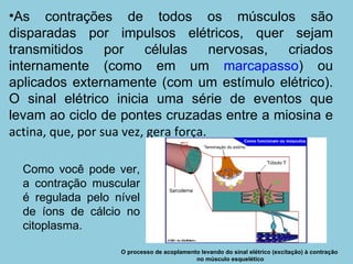 As contrações de todos os músculos são disparadas por impulsos elétricos, quer sejam transmitidos por células nervosas, criados internamente (como em um  marcapasso ) ou aplicados externamente (com um estímulo elétrico). O sinal elétrico inicia uma série de eventos que levam ao ciclo de pontes cruzadas entre a miosina e  actina, que, por sua vez, gera força. O processo de acoplamento levando do sinal elétrico (excitação) à contração  no músculo esquelético Como você pode ver, a contração muscular é regulada pelo nível de íons de cálcio no citoplasma. 