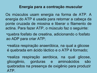 Os músculos usam energia na forma de ATP. A energia do ATP é usada para retornar a cabeça da ponte cruzada de miosina e liberar o filamento de actina. Para fazer ATP, o músculo faz o seguinte:  Energia para a contração muscular  quebra fosfato de creatina, adicionando o fosfato ao ADP para criar ATP;  realiza respiração anaeróbica, na qual a glicose é quebrada em ácido láctico e o ATP é formado;  realiza respiração aeróbica, na qual glicose, glicogênio, gorduras e aminoácidos são quebrados na presença de oxigênio para produzir ATP. 