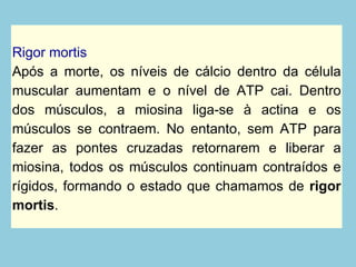 Rigor mortis Após a morte, os níveis de cálcio dentro da célula muscular aumentam e o nível de ATP cai. Dentro dos músculos, a miosina liga-se à actina e os músculos se contraem. No entanto, sem ATP para fazer as pontes cruzadas retornarem e liberar a miosina, todos os músculos continuam contraídos e rígidos, formando o estado que chamamos de  rigor mortis . 