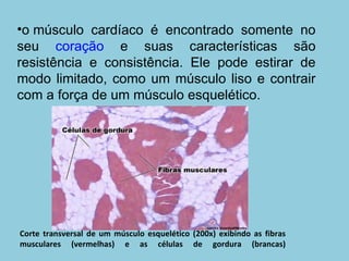 o músculo cardíaco é encontrado somente no seu  coração  e suas características são resistência e consistência. Ele pode estirar de modo limitado, como um músculo liso e contrair com a força de um músculo esquelético. Corte transversal de um músculo esquelético (200x) exibindo as fibras musculares (vermelhas) e as células de gordura (brancas) 