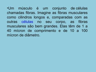 Um músculo é um conjunto de células chamadas fibras. Imagine as fibras musculares como cilindros longos e, comparadas com as outras  células  no seu corpo, as fibras musculares são bem grandes. Elas têm de 1 a 40 mícron de comprimento e de 10 a 100 mícron de diâmetro.  