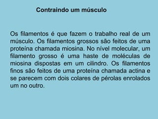 Os filamentos é que fazem o trabalho real de um músculo. Os filamentos grossos são feitos de uma proteína chamada miosina. No nível molecular, um filamento grosso é uma haste de moléculas de miosina dispostas em um cilindro. Os filamentos finos são feitos de uma proteína chamada actina e se parecem com dois colares de pérolas enrolados um no outro.  Contraindo um músculo  