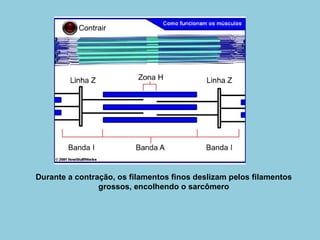 Durante a contração, os filamentos finos deslizam pelos filamentos grossos, encolhendo o sarcômero 