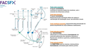Fisiologia do sistema nervoso