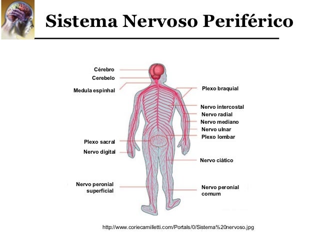 fisiologia do sistema nervoso organização funcional